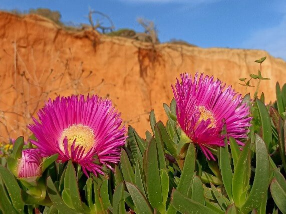 Falecia Vilamoura ESC ośrodek leczenia e-uzależnień Warszawa Radosław Helwich ul. Boguckiego 6/3 psychoterapia uzależnień